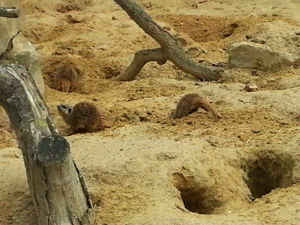 Petits suricates