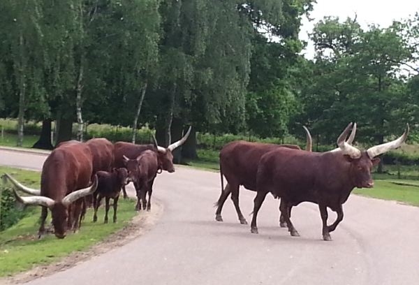 Un troupeau de buffles (?) traverse la route...