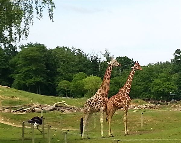 Elle semble bien petite à côté des girafes géantes !