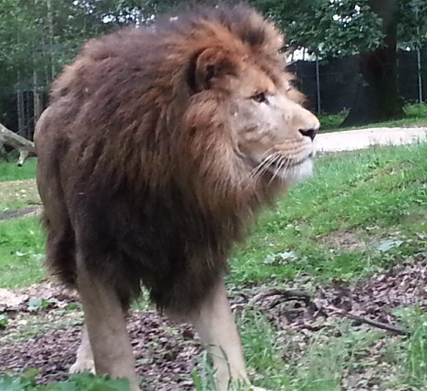 Le lion et sa grosse crinière...