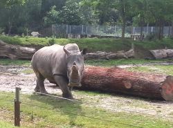 Un rhinocéros vient nous saluer.