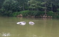 Les hippopotames se cachent dans l'eau...