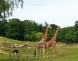 Elle semble bien petite à côté des girafes géantes !