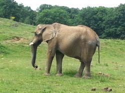L'éléphant déguste...