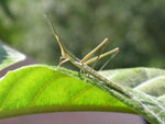 Bestiole